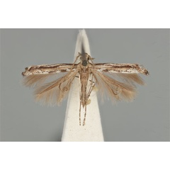 /filer/webapps/moths_gc/media/images/L/leptalea_Acrocercops_ST_ANIC31-087274_dorsal.jpg