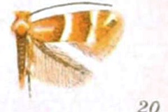 Phyllonorycter symphoricarpaeella