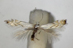 Phyllonorycter harrisella