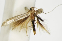 Parectopa trichophysa