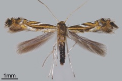 Phyllocnistis hemera