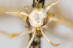 Cuphodes didymosticha