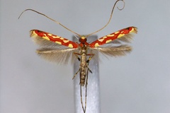 Macarostola zehntneri