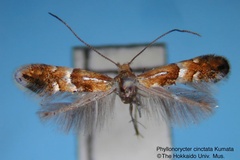 Phyllonorycter cinctata