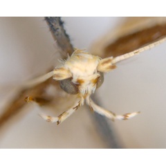 /filer/webapps/moths_gc/media/images/A/axinophora_Acrocercops_HT_head_ANIC.jpg