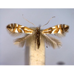 /filer/webapps/moths_gc/media/images/D/dubitella_Phyllonorycter_A_EIHU.jpg