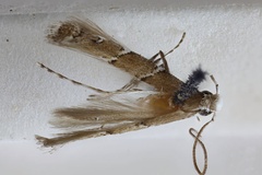 Telamoptilia loxias