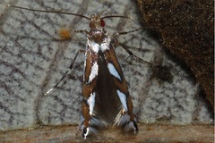 Leucocercops curatellifoliae