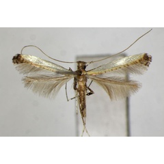 /filer/webapps/moths_gc/media/images/C/camphorae_Caloptilia_PT_ZSM_2.jpg