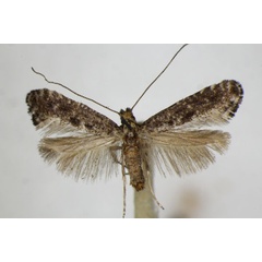 /filer/webapps/moths_gc/media/images/P/petiolella_Parornix_A_ZSM_2.jpg