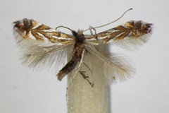 Phyllonorycter ilicifoliella