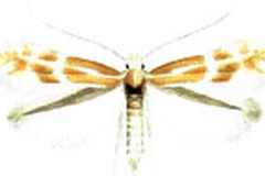 Phyllonorycter estrela