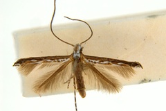 Stomphastis dhileepani