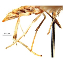 /filer/webapps/moths_gc/media/images/B/breyniphaga_Epicephala_HT_legs_ANIC.jpg