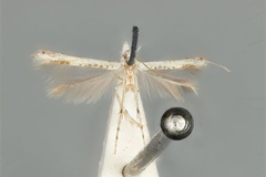 Cuphodes maculosa
