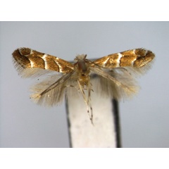 /filer/webapps/moths_gc/media/images/A/acericola_Cameraria_PT_EIHU.jpg