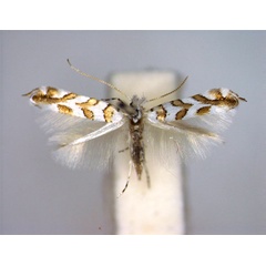 /filer/webapps/moths_gc/media/images/S/saportella_Phyllonorycter_2_A_EIHU.jpg