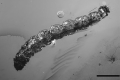 Phyllonorycter inopinata