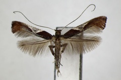 Caloptilia celtidis