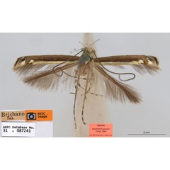 /filer/webapps/moths_gc/media/images/F/fluorescens_Acrocercops_ST4_ANIC.jpg