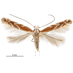 /filer/webapps/moths_gc/media/images/A/arizonella_Cameraria_A_Eiseman-et-Davis_2020_205.jpg