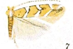 Cameraria nemoris