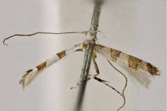 Acrocercops pylonias