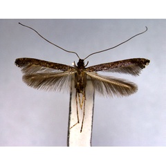 /filer/webapps/moths_gc/media/images/P/perseella_Caloptilia_PT_EIHU.jpg