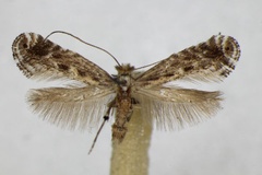 Parornix finitimella