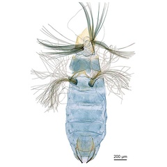 /filer/webapps/moths_gc/media/images/P/pinnatae_Liocrobyla_PT8_GM_abdomen_ANIC.jpg