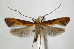 /filer/webapps/moths_gc/media/images/A/aurantiaca_Caloptilia_A_ZSM.jpg
