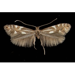 /filer/webapps/moths_gc/media/images/A/alpina_Phyllonorycter_A_Umhausen16031950_MHNG.jpg