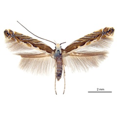 /filer/webapps/moths_gc/media/images/A/acaciella_Parectopa_HT_ANIC.jpg