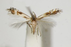 Phyllocnistis toparcha