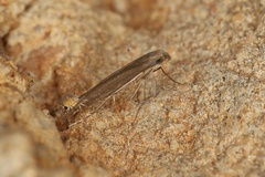 Callicercops triceros