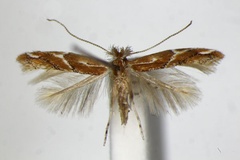 Phyllonorycter brunnea