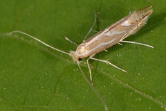 Phyllonorycter lapadiella