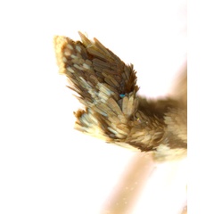 /filer/webapps/moths_gc/media/images/G/glochidia_Diphtheroptila_HT_abdomen_ANIC.jpg