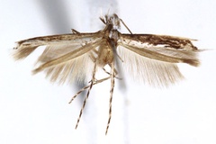 Stomphastis thraustica