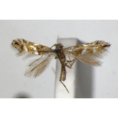 /filer/webapps/moths_gc/media/images/S/sorbicola_Phyllonorycter_PT_ZSM.jpg