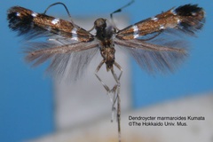 Dendrorycter marmaroides
