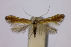 Phyllonorycter intermedia