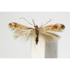 /filer/webapps/moths_gc/media/images/S/salictella_viminiella_Phyllonorycter_A_ZSM_3.jpg