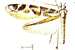 Acrocercops marmaritis