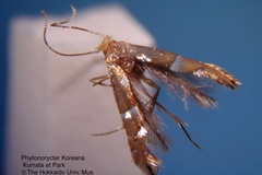 Phyllonorycter koreana