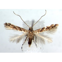 /filer/webapps/moths_gc/media/images/L/landryi_Cameraria_PTF_RMCA.jpg