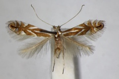 Phyllonorycter esperella