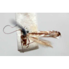 /filer/webapps/moths_gc/media/images/T/tanysphena_Polysoma_HT_TMSA340.jpg