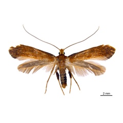 /filer/webapps/moths_gc/media/images/M/myopora_Kallia_HT_De-Prins-etal_2025_294.jpg