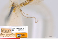 Acrocercops clisiophora